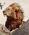 Lions avatar
