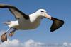 Albatross1s avatar